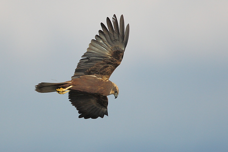 Uno splendido rapace- falco di palude-